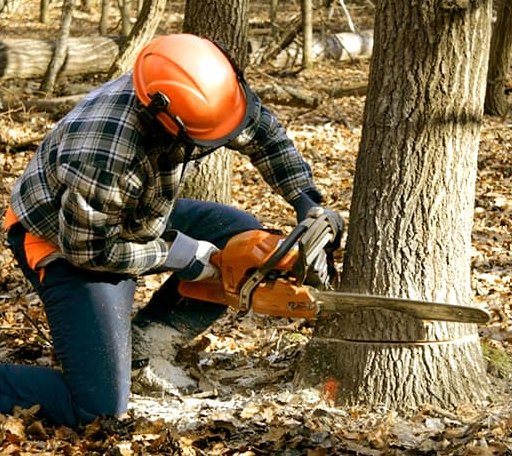 Tree Removal in Bertha, MN